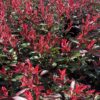 Photinia fras. 'Carré Rouge' – Image 3