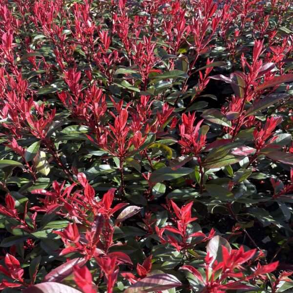 Photinia fras. 'Carré Rouge' – Image 3