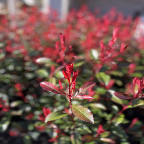 Photinia fras. 'Carré Rouge' – Image 2