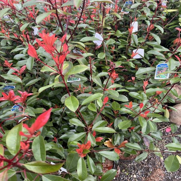 Photinia fras. 'Red Robin' – Image 3