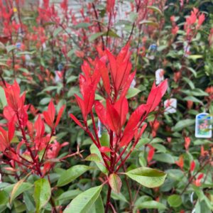 Photinia fras. 'Red Robin'