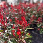 Photinia fras. 'Carré Rouge'