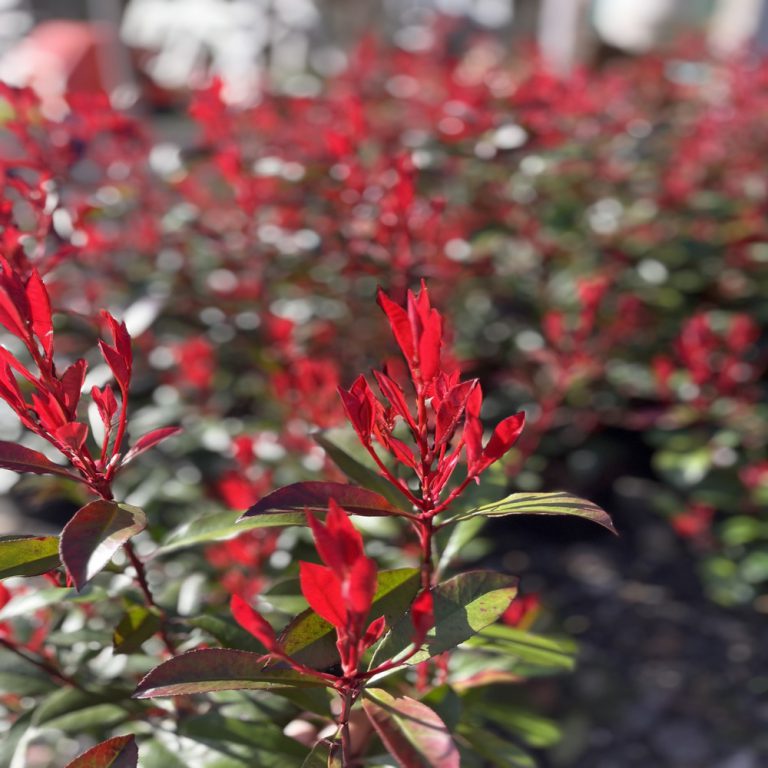 Photinia fras. 'Carré Rouge'