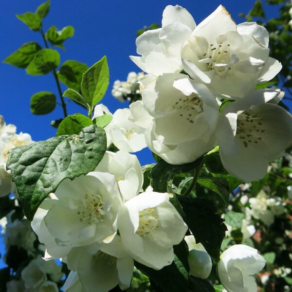 Philadelphus 'Virginal' – Image 3