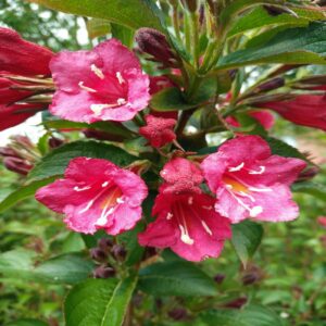 Weigela Hybr. 'Bristol Ruby'