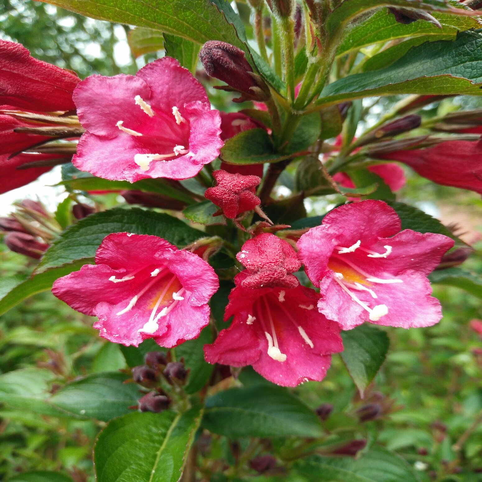 Weigela Hybr. 'Bristol Ruby'