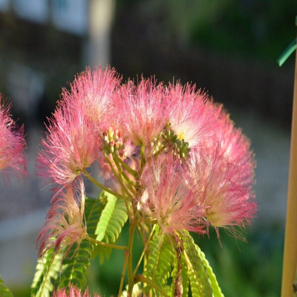 Albizia julibrissin 'Ombrella'