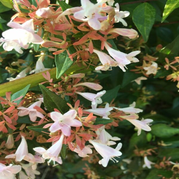 Abelia grandiflora