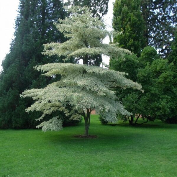 Cornus contr. 'Variegata' – Image 2
