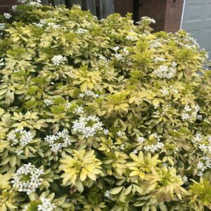 Choisya Ternata 'Sundance