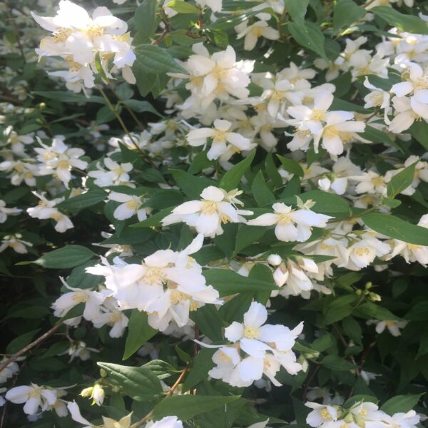 Philadelphus 'Lemoinei' – Image 2