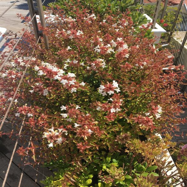 Abelia grandiflora – Image 2