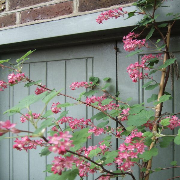 Ribes sang. 'King Edward VII' – Image 3
