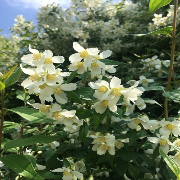Philadelphus 'Lemoinei' – Image 3