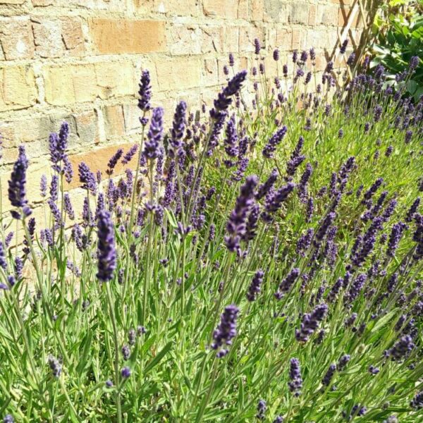 Lavandula ang. 'Munstead' – Image 2
