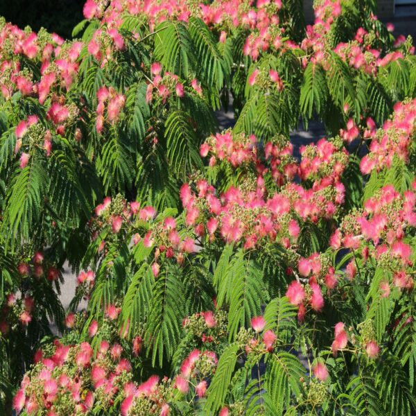 Albizia julibrissin 'Ombrella' – Image 2