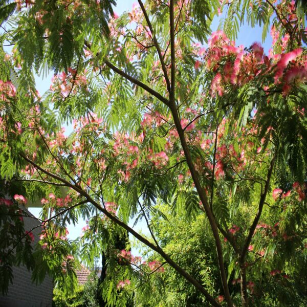 Albizia julibrissin 'Ombrella' – Image 3