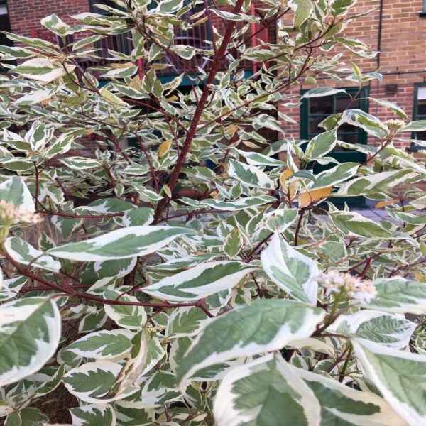 Cornus alba 'Elegantissima' – Image 2