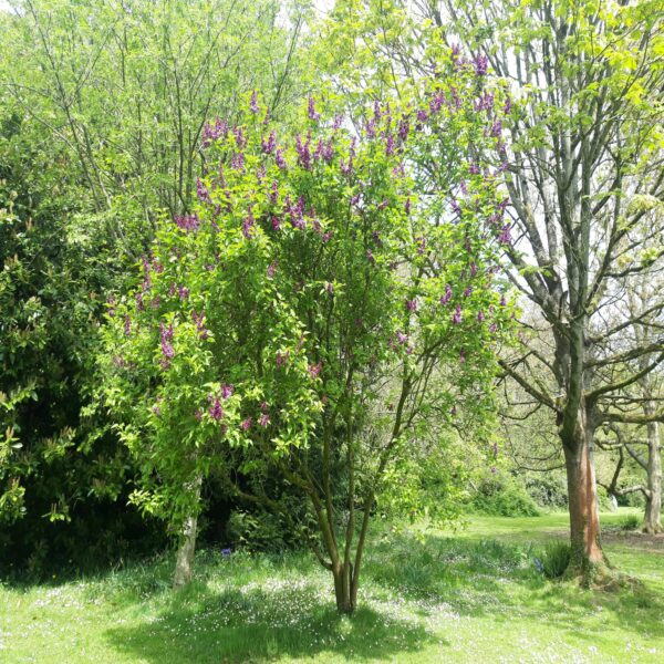 Syringa vulgaris 'Charles Joly' – Image 2