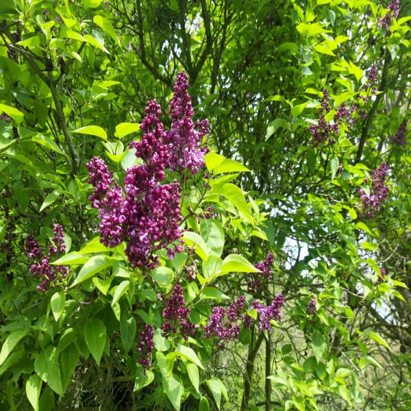Syringa vulgaris 'Charles Joly' – Image 3