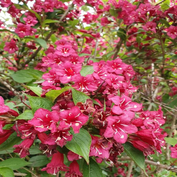 Weigela Hybr. 'Bristol Ruby' – Image 2