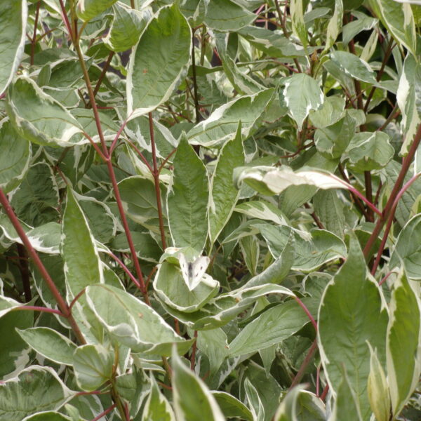 Cornus alba 'Elegantissima' – Image 3