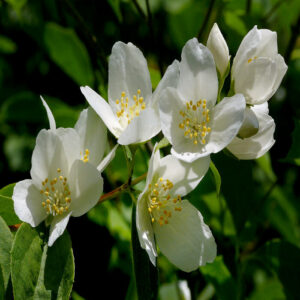 Philadelphus 'Lemoinei'