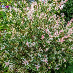 SAULE CREVETTE – SALIX INTEGRA ‘FLAMINGO’
