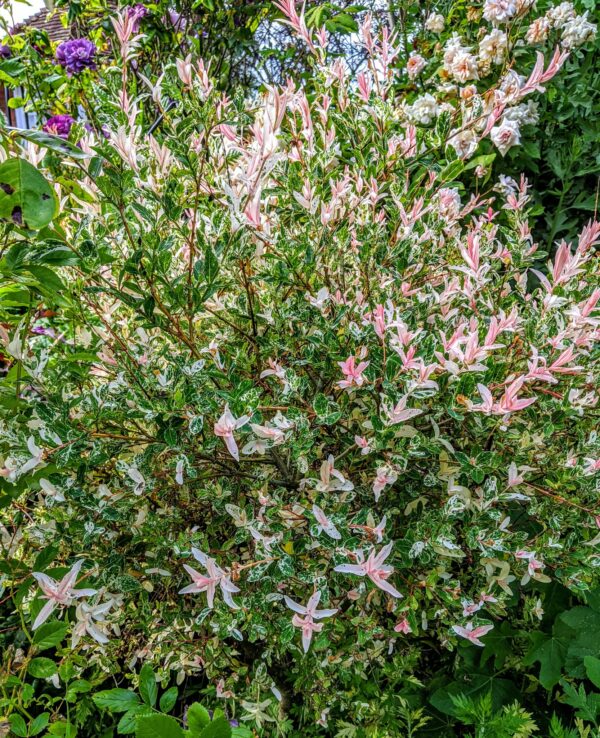 SAULE CREVETTE – SALIX INTEGRA ‘FLAMINGO’