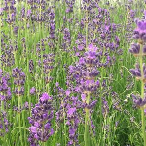 Lavandula ang. 'Munstead'