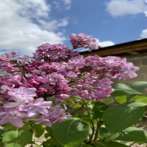 Syringa vulgaris 'Charles Joly'