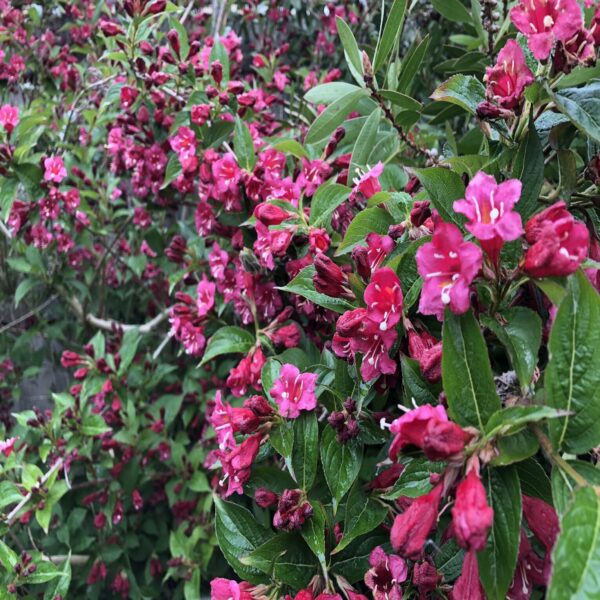 Weigela Hybr. 'Bristol Ruby' – Image 3