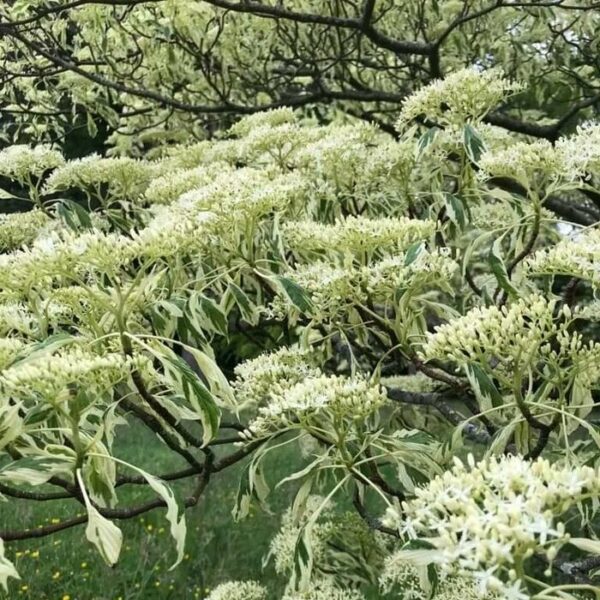 Cornus contr. 'Variegata' – Image 4