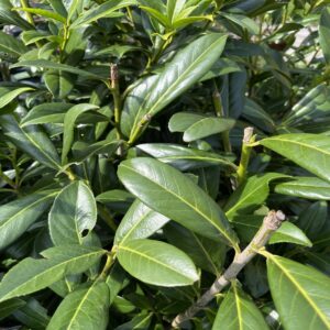 Prunus laur. 'caucasica'