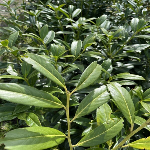 Prunus laur. 'caucasica' – Image 2