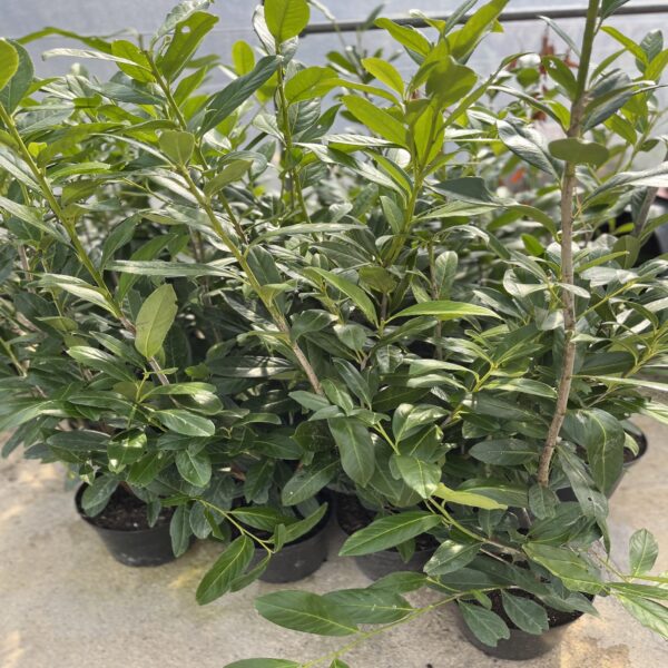 Prunus laur. 'caucasica' – Image 3
