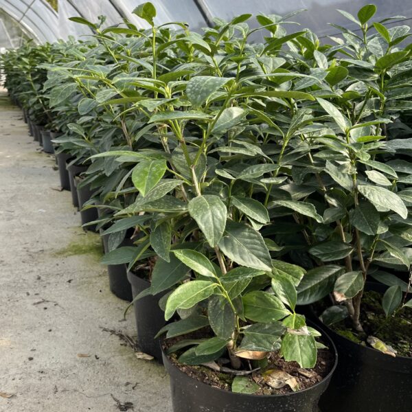 Prunus laur. 'caucasica' – Image 4