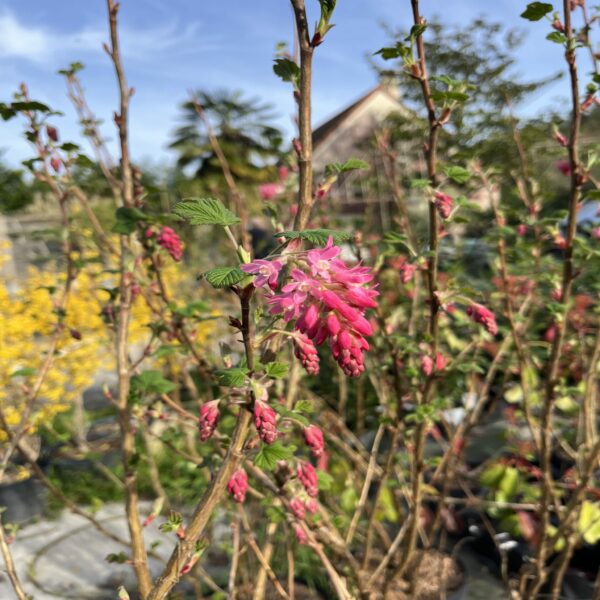 Ribes sang. 'King Edward VII' – Image 2