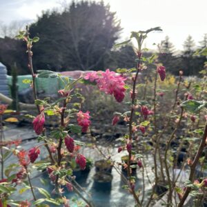 Ribes sang. 'King Edward VII'