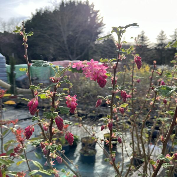 Ribes sang. 'King Edward VII'