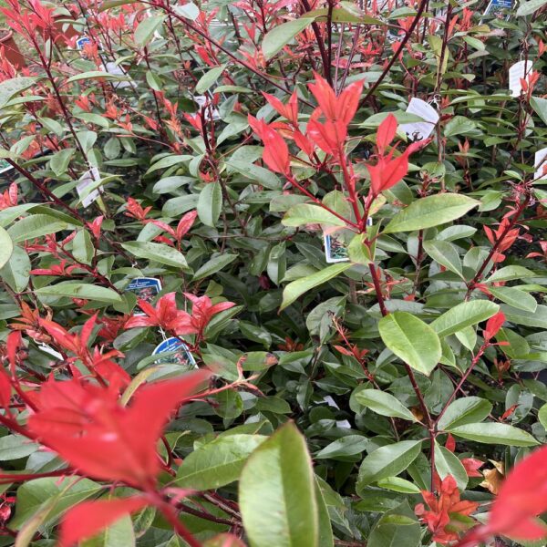 Photinia fras. 'Red Robin' – Image 2