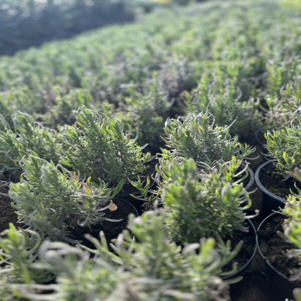 Lavandula ang. 'Munstead' – Image 3