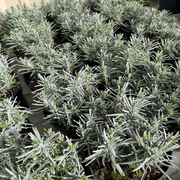 Lavandula ang. 'Munstead' – Image 4