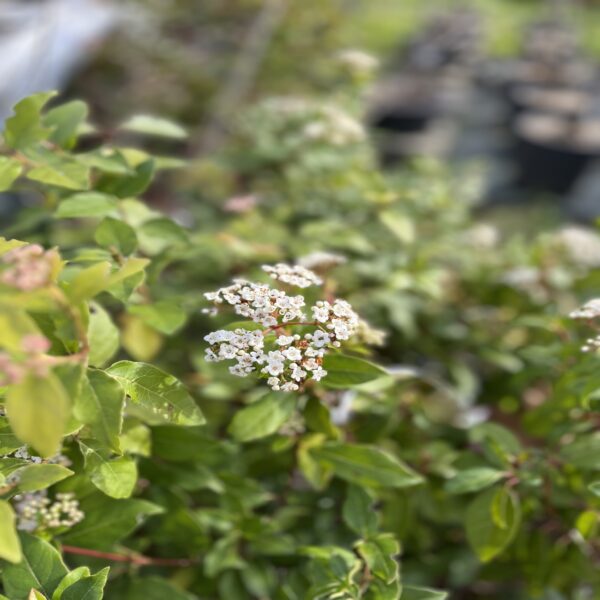 Laurier Tin - Viburnum Tinus – Image 2