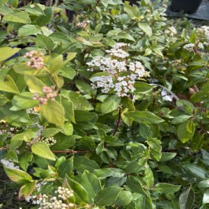 Laurier Tin - Viburnum Tinus