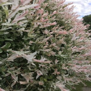SAULE CREVETTE – SALIX INTEGRA ‘HAKURO NICHIKI’