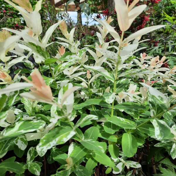 Saule Crevette - Salix Integra 'Hakuro Nichiki' – Image 3
