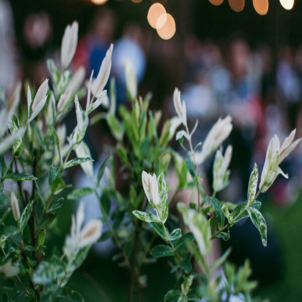 Saule Crevette - Salix Integra 'Hakuro Nichiki' – Image 4