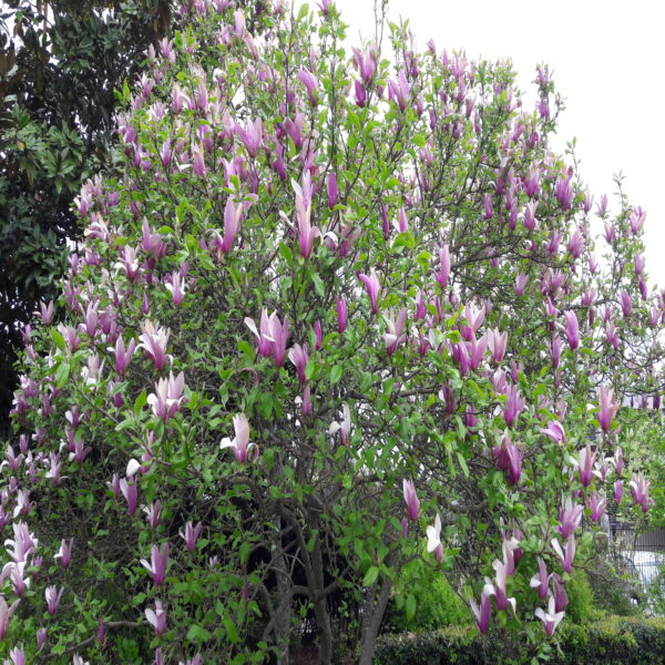 Magnolia Soulangeana – Image 3