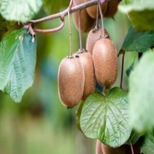 Kiwi 'Jenny' - Actinidia deliciosa (Autofertile)